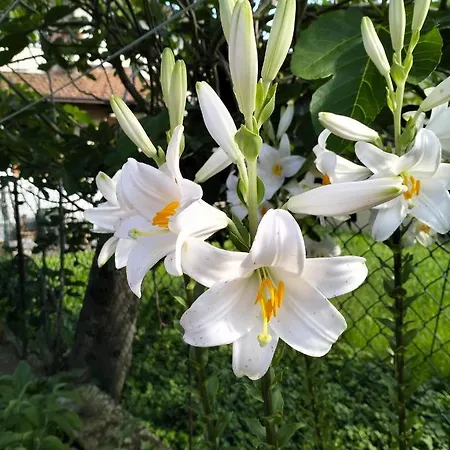 La Casa Nel Bosco * Mulazzo